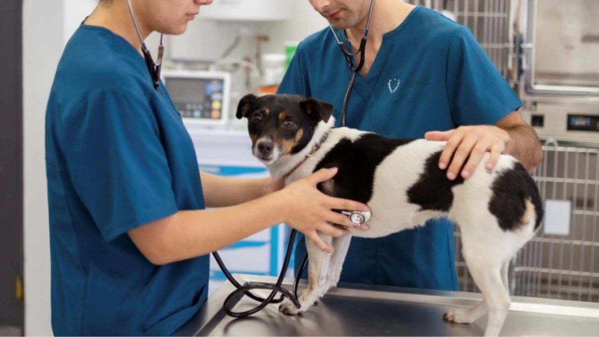 Hospital Público de Mascotas será para animales sin familia