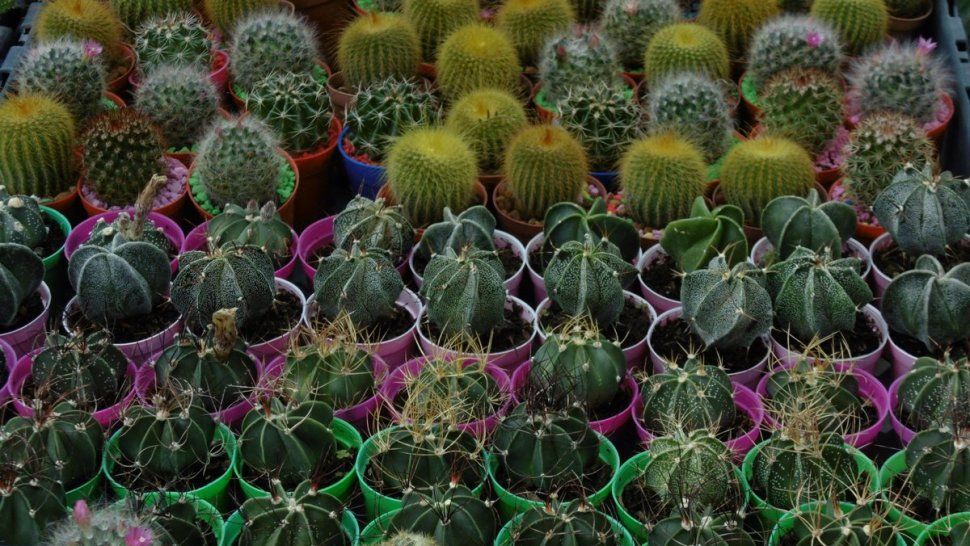 vuelve el paseo de las plantas para despedir el ano