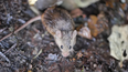 Hallaron a una mujer sin vida en Jujuy e investigan posible hantavirus.