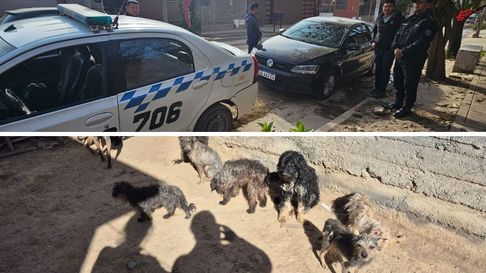 Todo Jujuy | perros rescate (3)