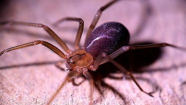 Lincoln: beba de un año y medio murió por picadura de araña de rincón.&nbsp;