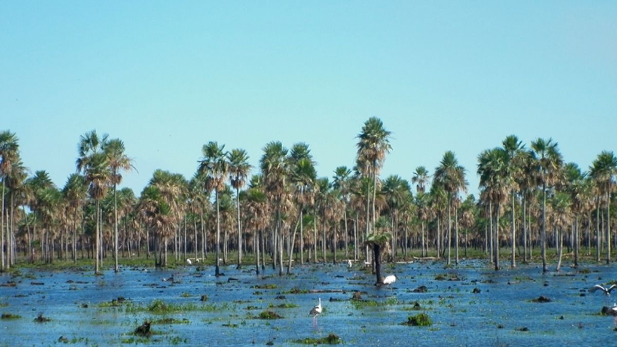 El pueblo de Formosa donde podés caminar entre carpinchos y especies en peligro de extinción.