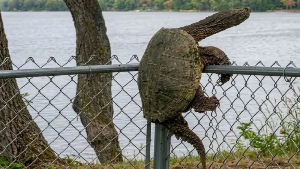 La insólita escapada de una tortuga gigante que sorprendió a la policía en EE.UU. La insólita escapada de una tortuga gigante que sorprendió a la policía en EE.UU.