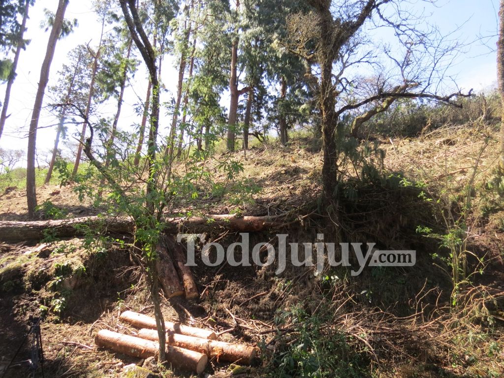 Tala, desmonte, raleo: ¿qué es cada cosa?