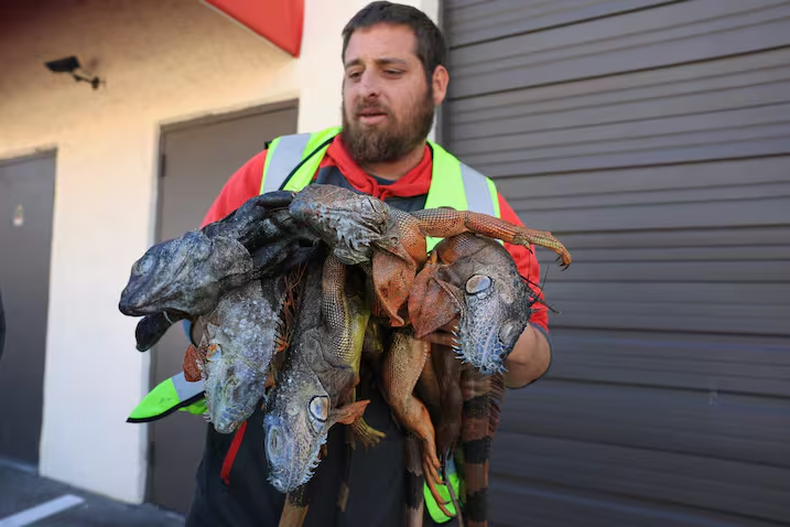 De todos los habitantes de Florida, las iguanas son algunas de las que peor lo llevan.