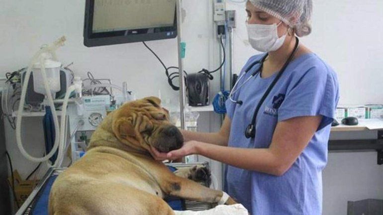 hospital mascotas.jpg