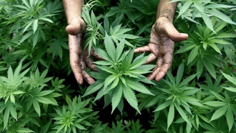 La mayoría de los argentinos cree que hay que legalizar el uso de la marihuana.