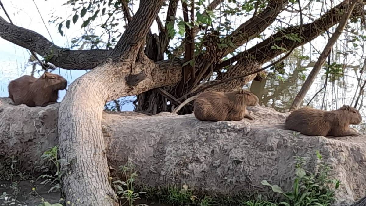 encontraron carpinchos o capibaras en los diques de jujuy