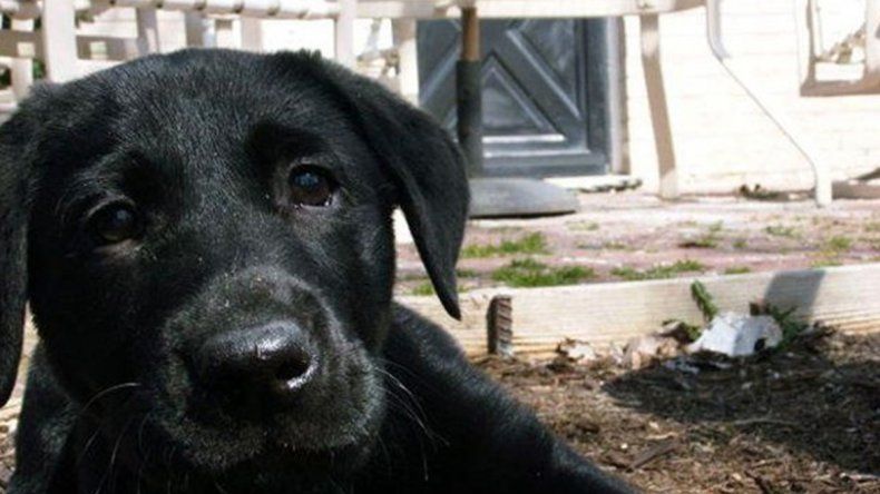 Indignación en La Quiaca: Arrastraba a su perro atado a la moto