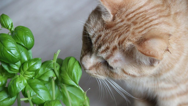 Los mejores trucos de la abuela para que tu gato no se coma las plantas.&nbsp;
