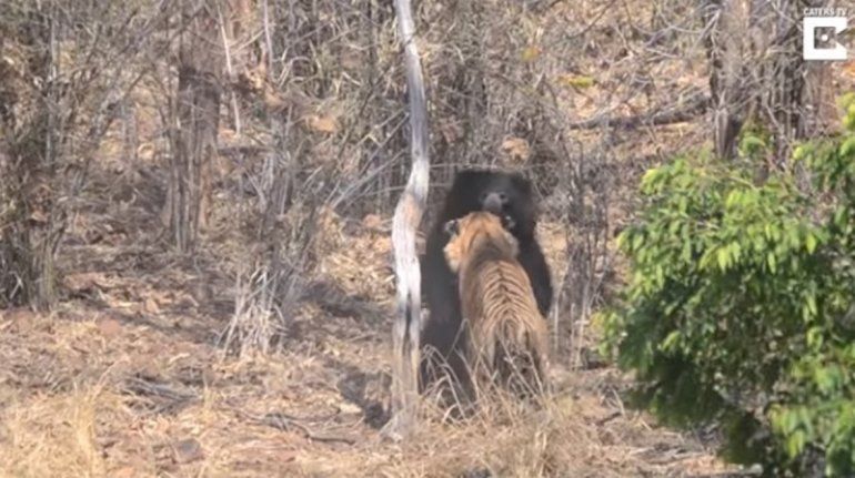 oso y tigre