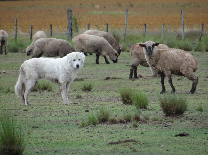 Los perros que viven para cuidar al ganado en la Puna