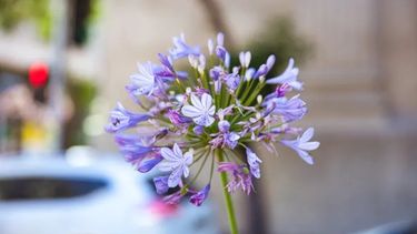 Cómo cuidar el agapanto: la planta tendencia del verano.&nbsp;