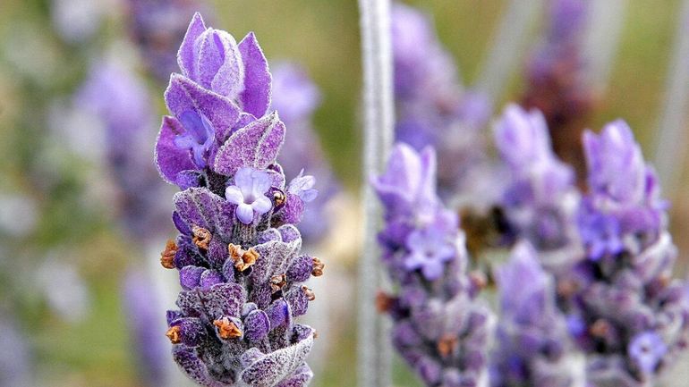 El truco infalible para reproducir la lavanda