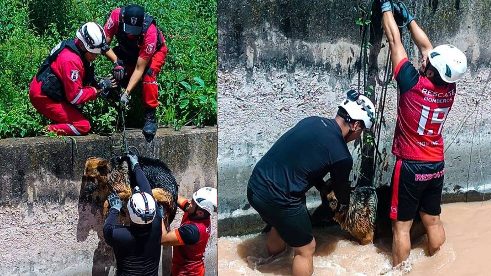 Rescate en un canal de Dique La Ciénaga Rescate en un canal de Dique La Ciénaga