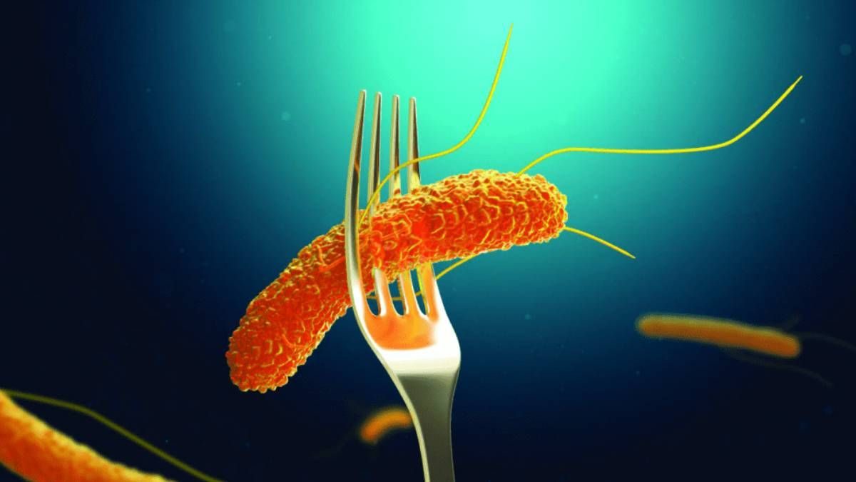 descenso historico de casos de salmonella en salta: hubo una reduccion del 90%