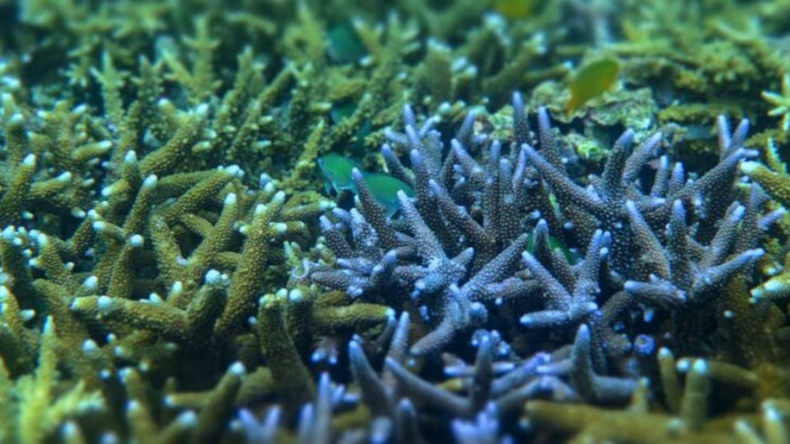 Las cianobacterias son un tipo de bacteria que puede crear su propio alimento mediante la fotosíntesis y que tiene la habilidad de adaptarse a diferentes ambientes.