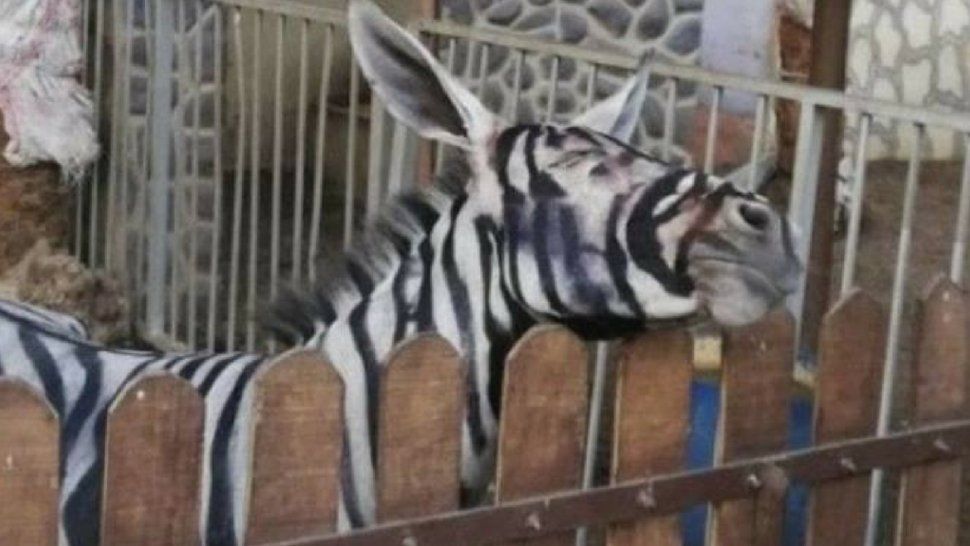 En Egipto un zoo le pintó rayas negras a burros para hacerlos pasar como cebras