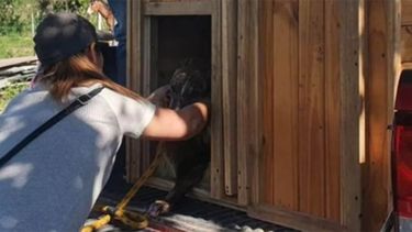 Santa Fe: rescataron 77 perros y demoraron a 150 personas por participar de carreras.&nbsp;