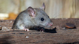 Qué significa soñar con ratas.