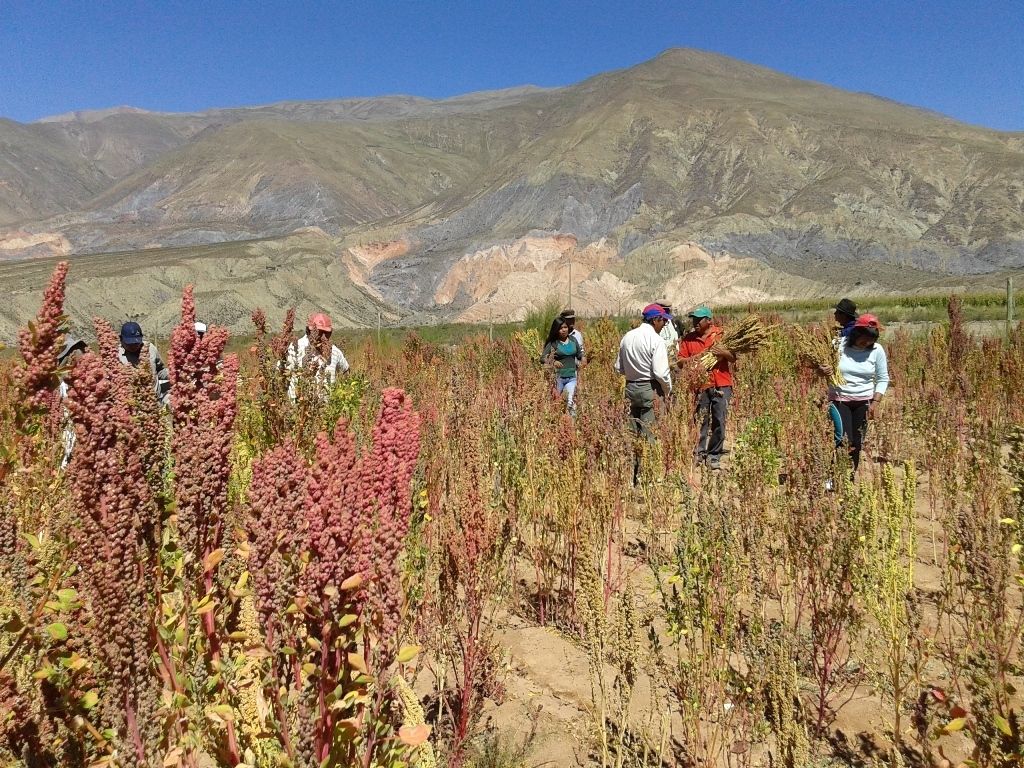 Producción de Quinua en Jujuy