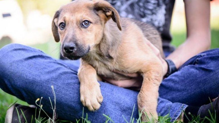 Es muy importante cuidar como corresponde a nuestros perros.