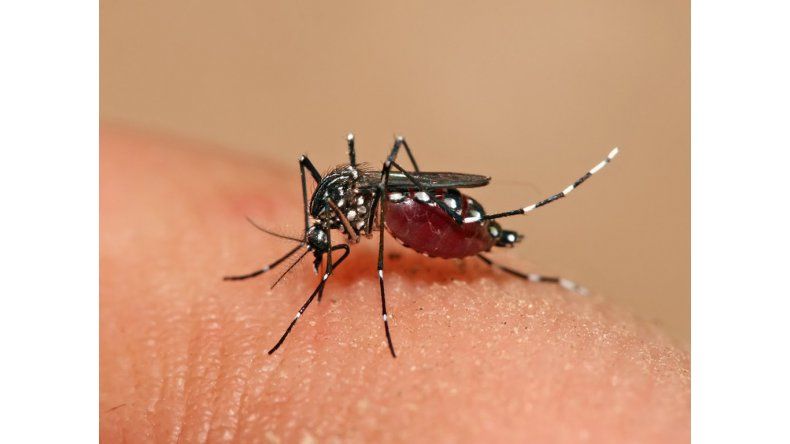 Dengue