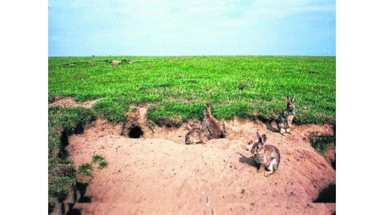 Invasión de conejos en Neuquén