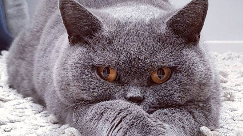 Un increíble gato de dos caras conquista a las redes sociales