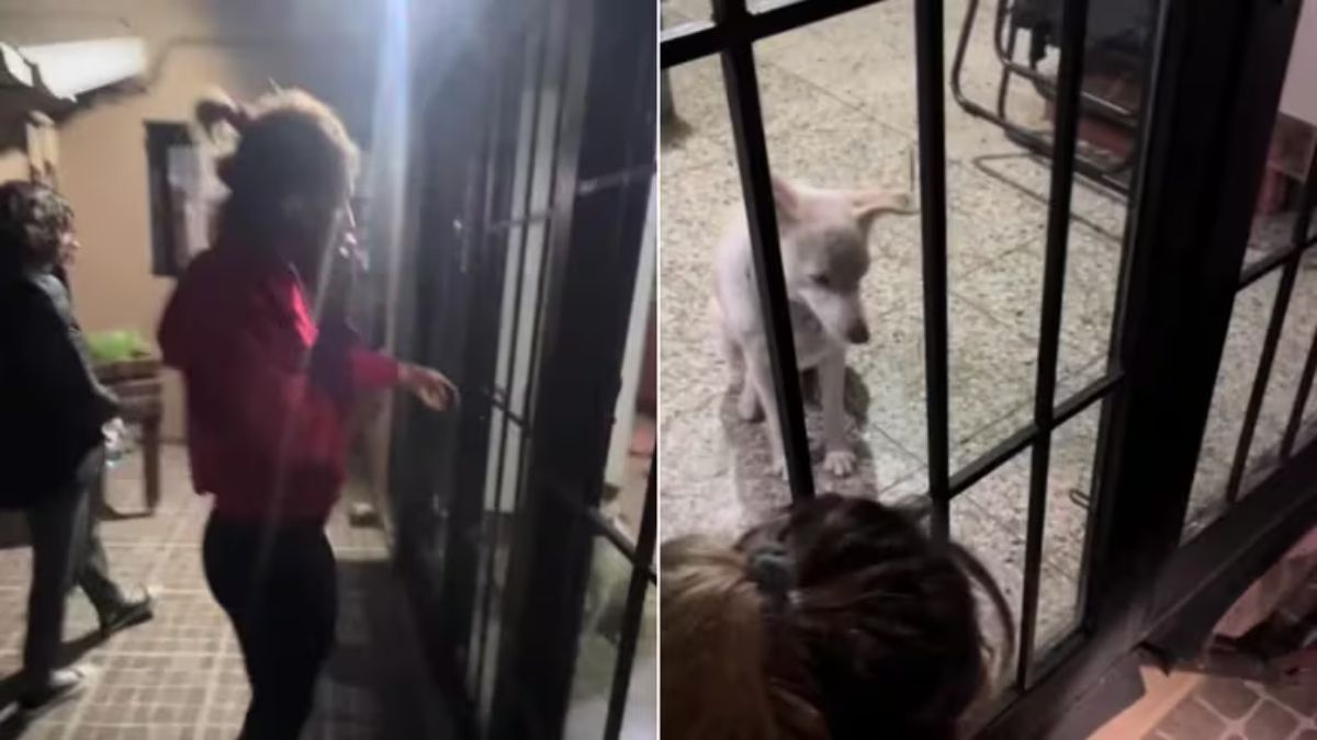 La mascota de una instructora generó un caos inesperado que se volvió viral en TikTok. &nbsp;
