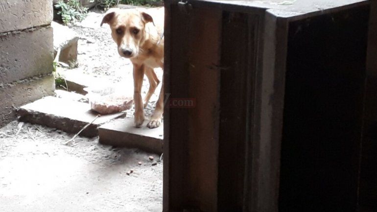 Perros abandonados (3).jpg