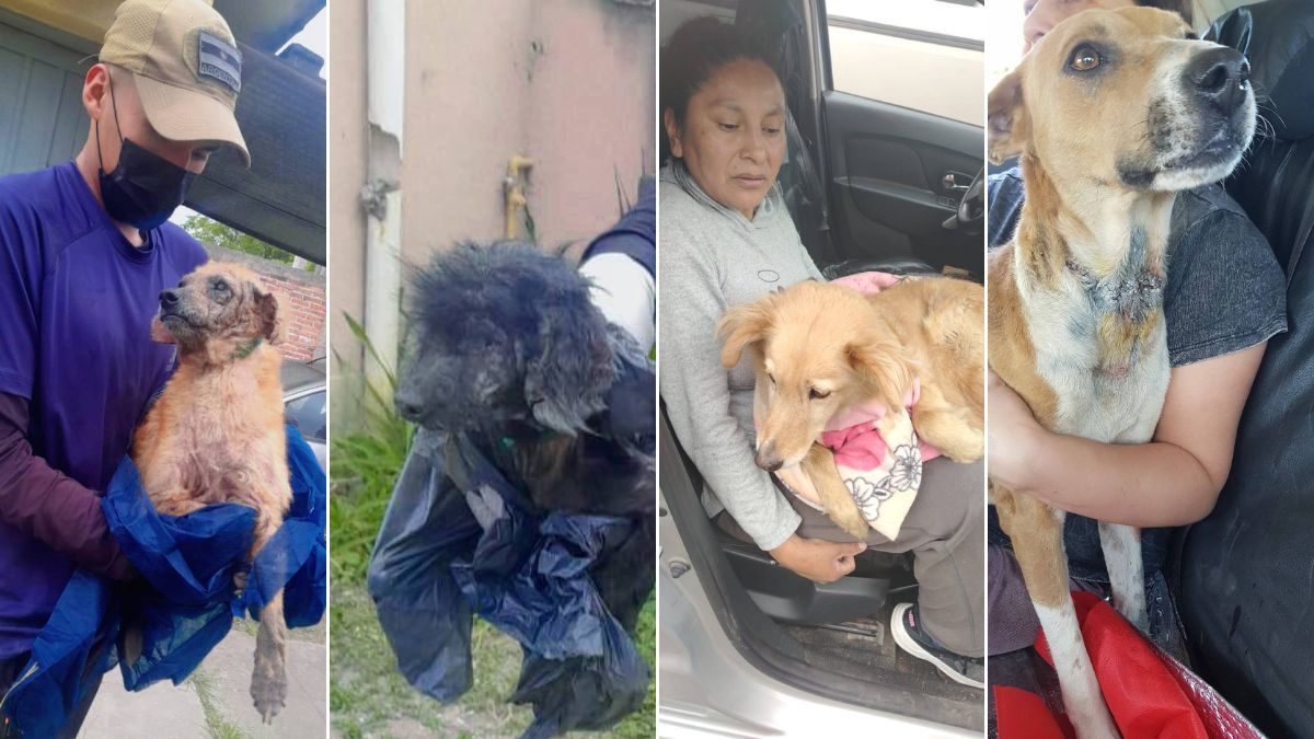 Perros en estado de abandono y desnutrición en Palpalá.