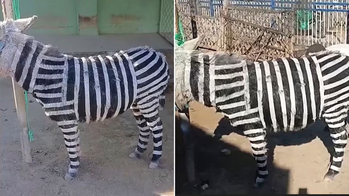 Imágenes virales de animales alterados en China han provocado un gran debate. &nbsp;