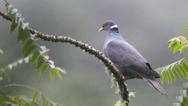 Qué significado tiene soñar con palomas.&nbsp;