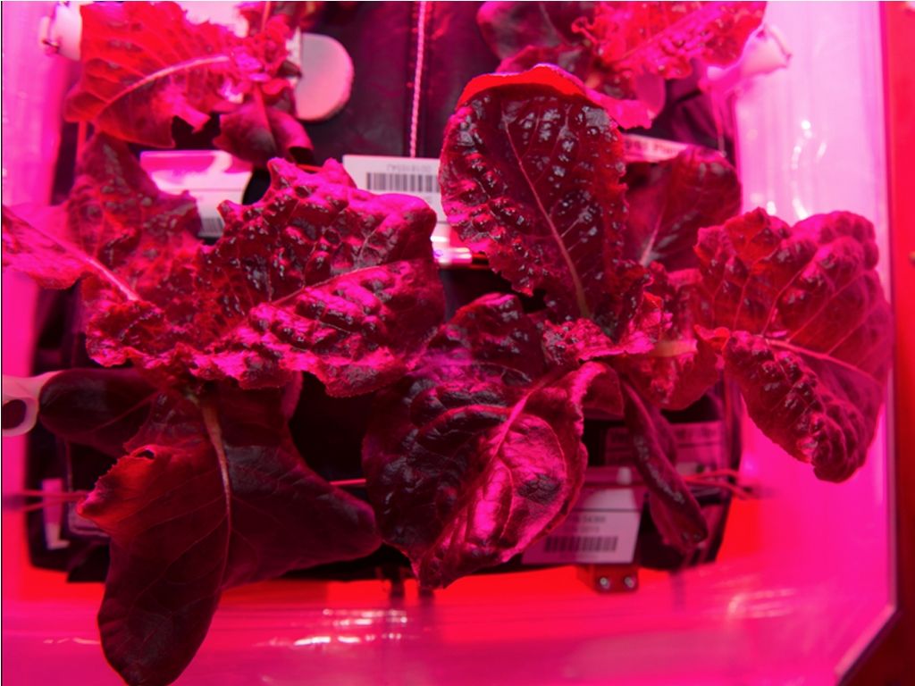 “Lechuga romana roja”