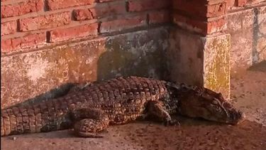 Corrientes: encontraron un yacaré en el patio de una escuela.&nbsp;