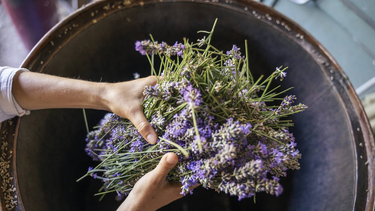 Cuáles son las plantas para mejorar el sueño.&nbsp;