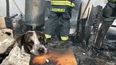Los videos que tienen a perritos como protagonistas son los más viralizados en redes sociales.