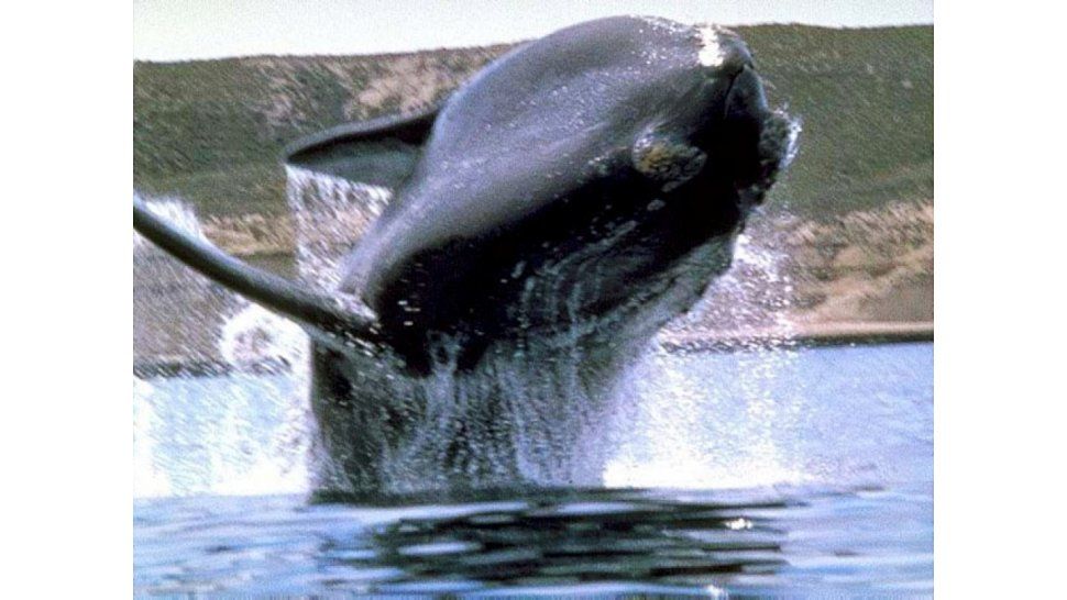 Ballena