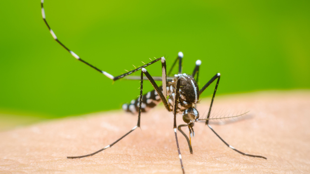 Llegarán vacunas contra el dengue a Jujuy: cuándo y para quiénes serán