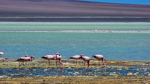 Todo Jujuy | Laguna brava.