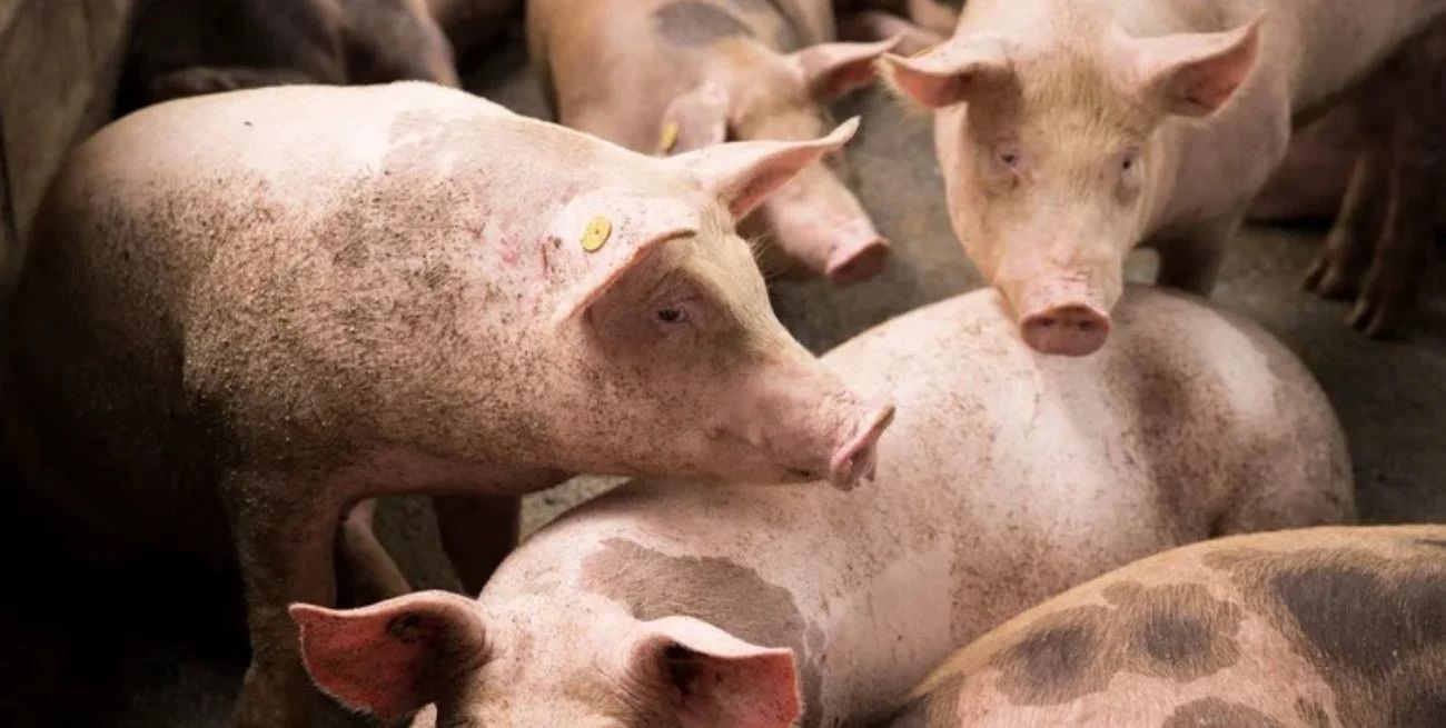 Alertan por 39 casos de triquinosis en el sur de Santa Fe.&nbsp;