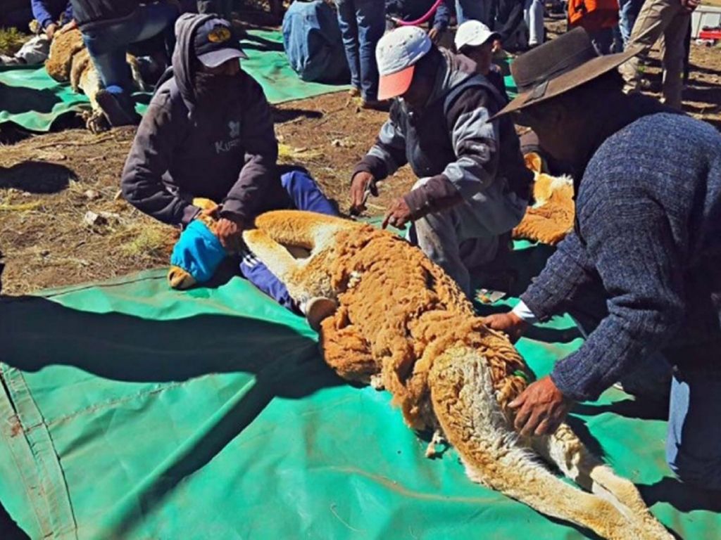 Esquila de vicuñas