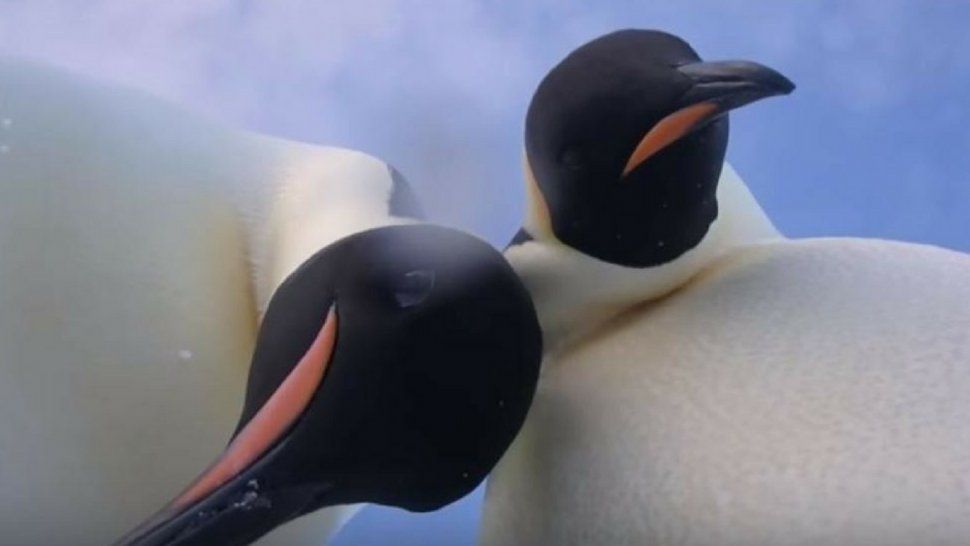 Viral: dos pingüinos hacen en la Antártida una selfie 