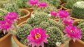 Vuelve el paseo de las plantas Vuelve el paseo de las plantas