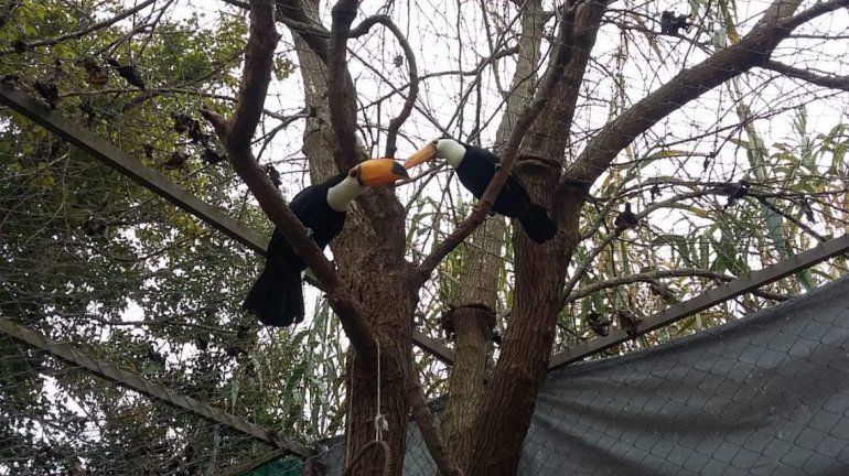 Tucan Tucanes.jpg