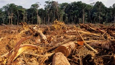 Alarma por la tala indiscriminada en el Amazonas.