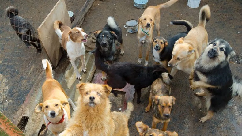 Jornada para promover la tenencia responsable Jornada para promover la tenencia responsable