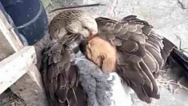 Puro amor: un ganso salvó del frío a un cachorrito en Estados Unidos