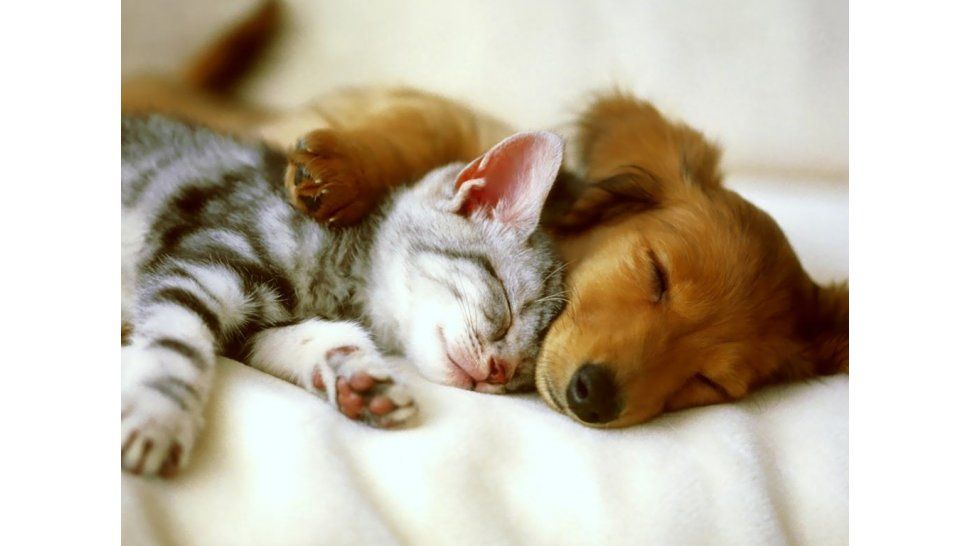 Perros y gatos juntos